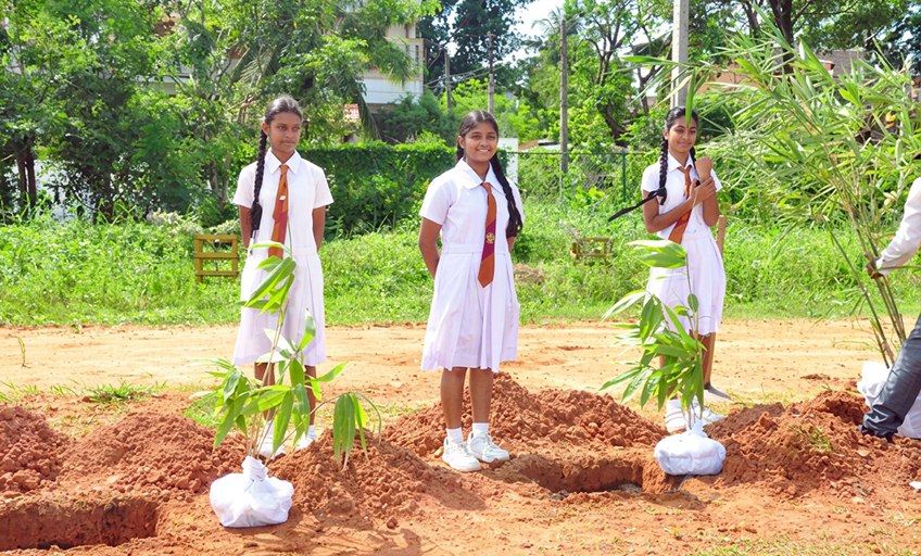 Plant Trees Campaign